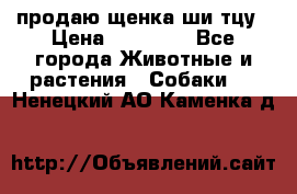 продаю щенка ши-тцу › Цена ­ 10 000 - Все города Животные и растения » Собаки   . Ненецкий АО,Каменка д.